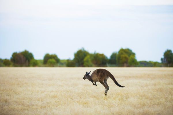 Explore a nature’s playground in Kangaroo Island