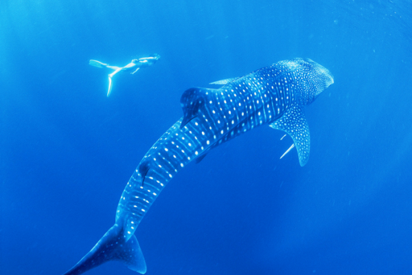 Swim with unique marine life