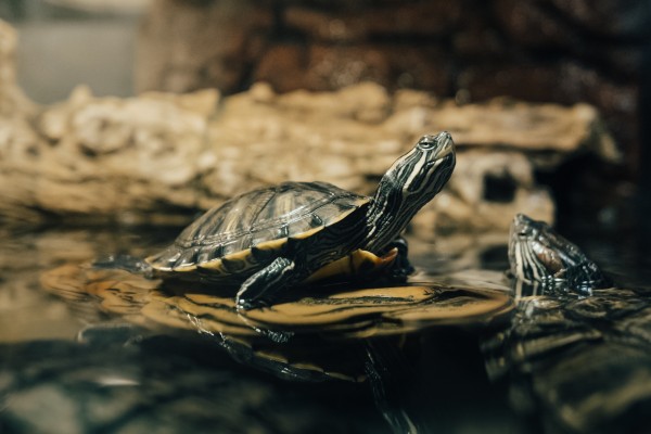 Watch turtles hatch in Queensland