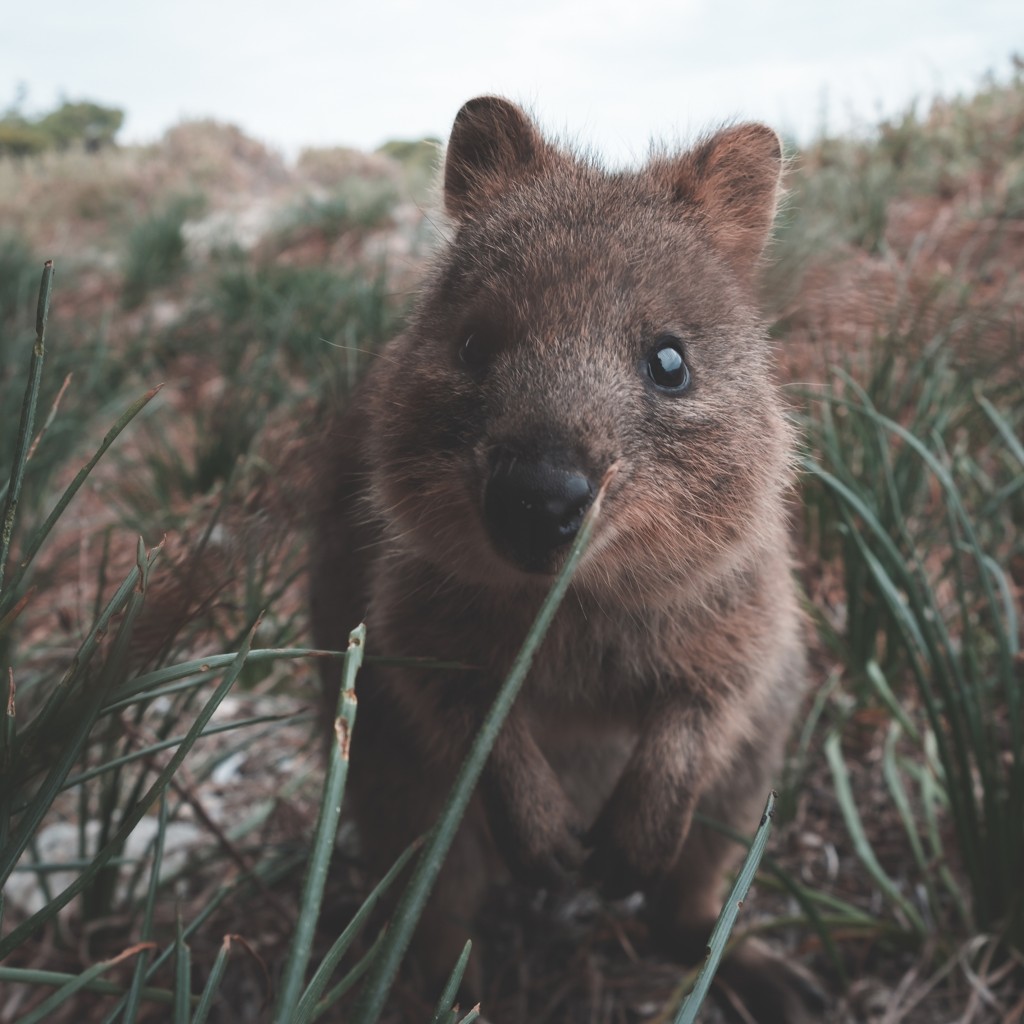 Take a ferry to Rottnest Island, home of the friendly Quokkas