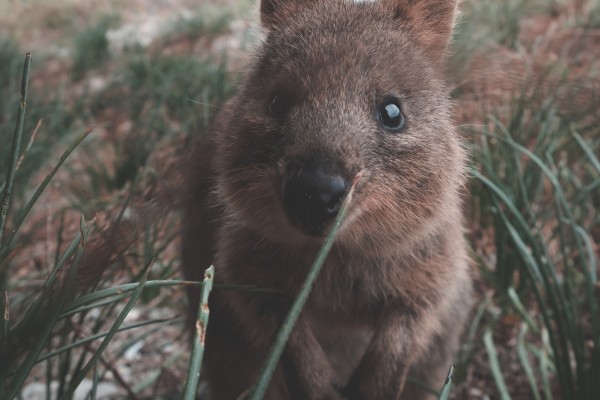 Take a ferry to Rottnest Island, home of the friendly Quokkas